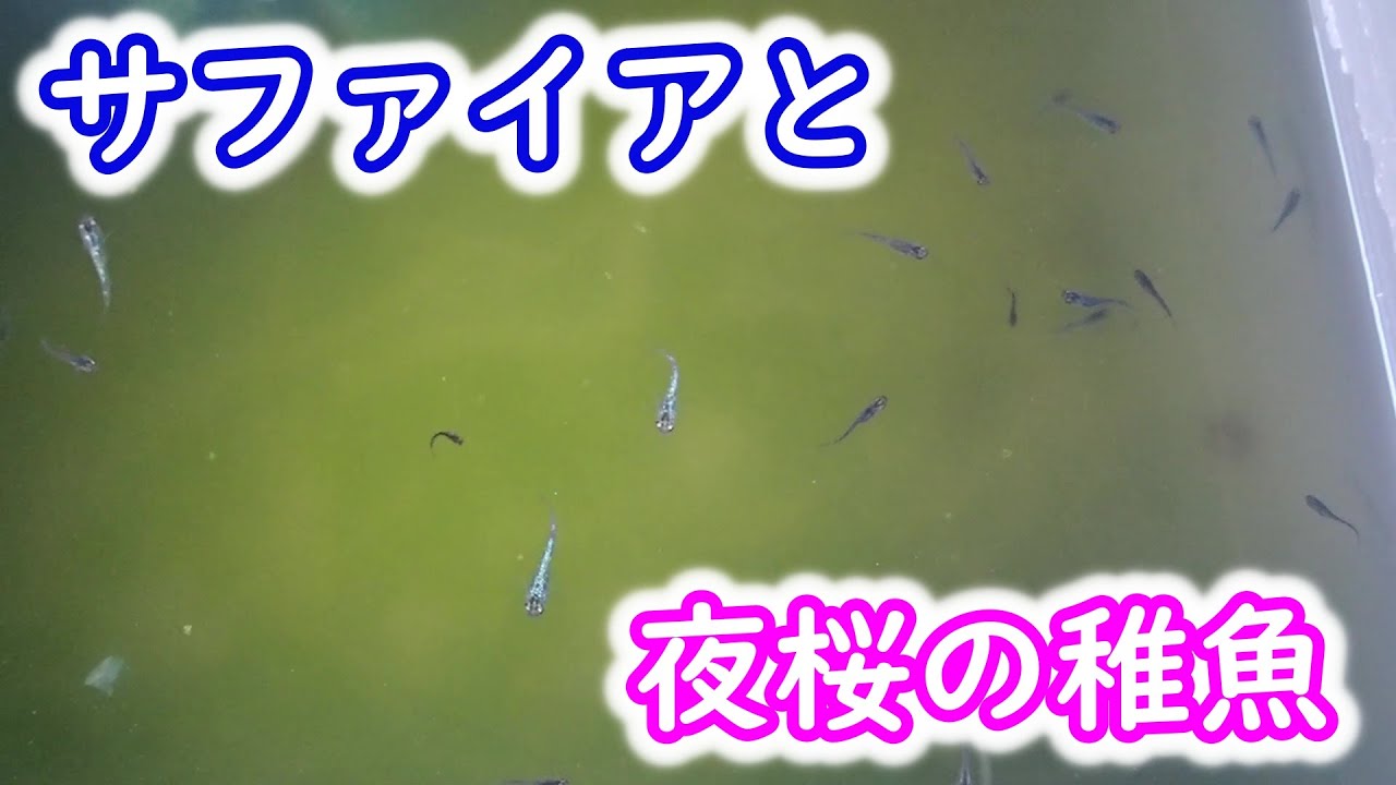 【めだか】サファイアや夜桜はどんな容器で飼うのがいいのでしょうか？稚魚の様子で確認