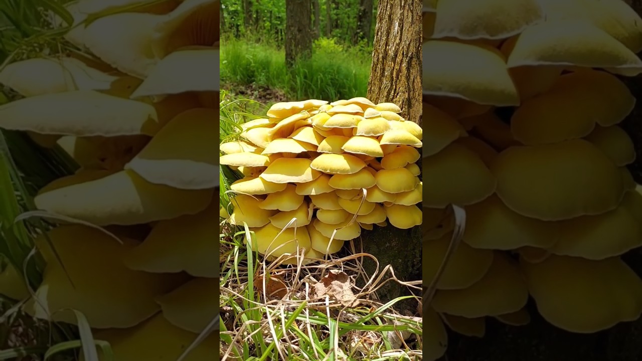 Edible wildmushroom, golden oyster mushrooms  