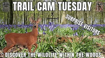 Cornish Woodland SURPRISE VISITORS | Fox Cubs & Mammals | Trail Camera Tuesday | Browning HP4 HP5