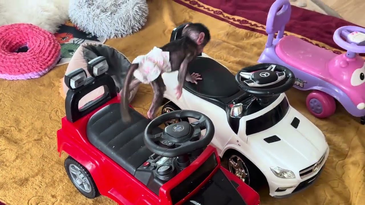 Влад дал Николь ее лежанку, как же она рада❤️