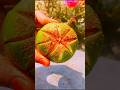 Green Orange Masala Pickle Shorts Food Masala Viral Shorts Trending Green Orange Masala Pickle Shorts Food Masala Viral Shorts Trending