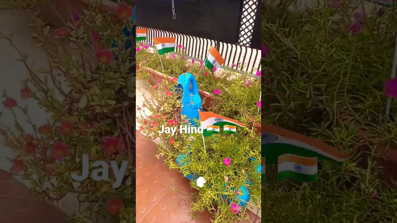 Jay Hind 🇮🇳 My 9'oclok an purslan Garden 