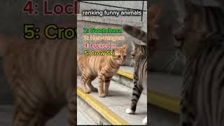 funny animal videos 🤣🤣