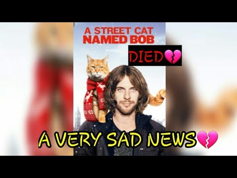 Bob cat died