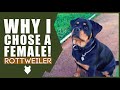 Should You Get A MALE OR FEMALE ROTTWEILER