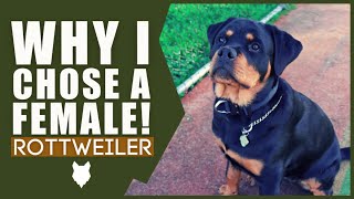 Should You Get A MALE OR FEMALE ROTTWEILER