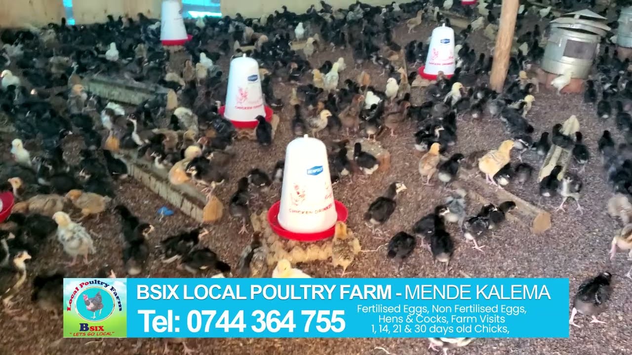 Learn how to arrange your brooder room. 