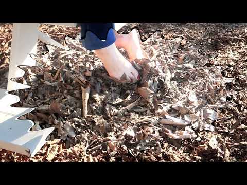 Bare Foot Walking in the Park II