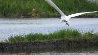 Great Egret with Nuptial Colouration Takeoff and Landing in the Rice Paddy