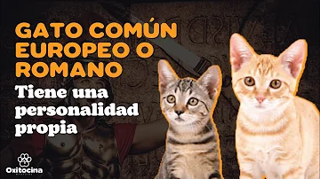 ¿Cómo son los gatos romanos?