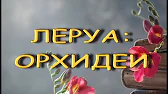 Орхидеи,узамба́рские фиалки,Самара🌺