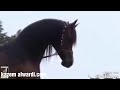 اجمل حالات واتساب//الخيل العربي الاصيل//2018