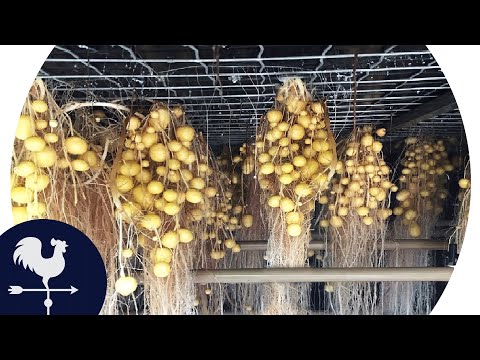 Vídeo: Batatas: Técnica De Preparação De Plantio De 3 Semanas
