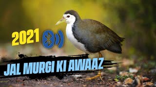 Jal Murgi Ki Awaaz 2021. Waterhen bird Call. screenshot 5