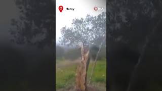 Hatayda Kırılan Fay Hattı Ikiye Böldüğü Zeytin Ağacının Parçalarını 10 Metre Uzağa Taşıdı 
