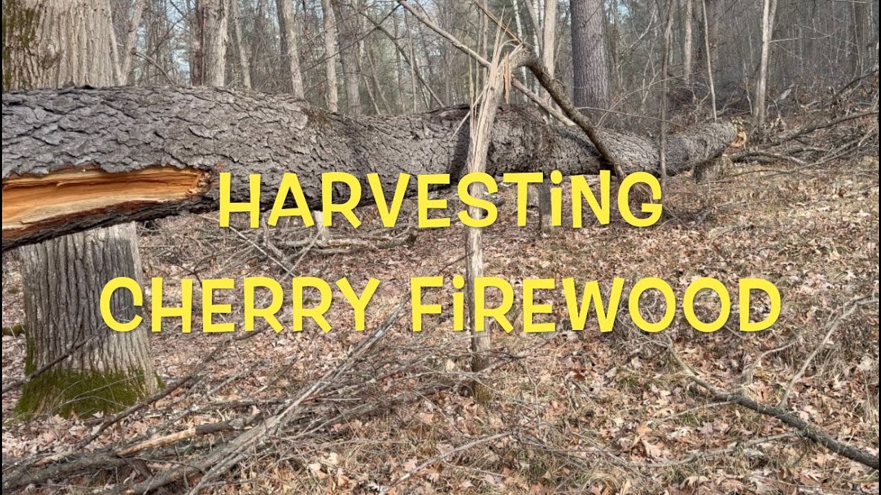 Harvesting Cherry Firewood - YouTube