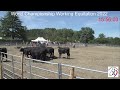 Cow trial 4  world championship working equitation