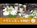 【オススメや育て方】ガーデンテラスツアーお花全部紹介【春と夏の花】