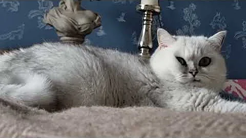 Watch the video about 😻❤️✨️ Cat is having the best day ever. Silver Shaded British Shorthair. #cat #cats #catlover