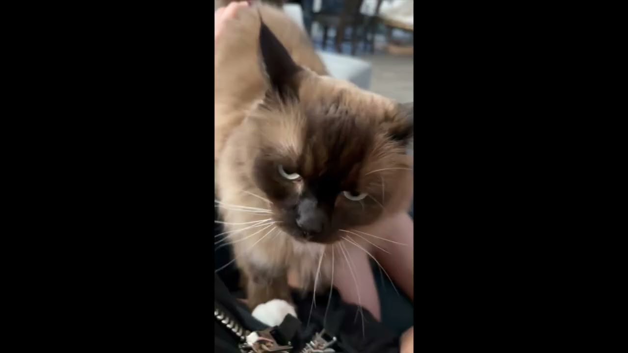 Cute Coco the Cat Enjoys Attention - Arizona Cuddly Ragdoll Cats