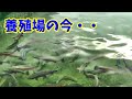 【2024】養殖場の今・・・。