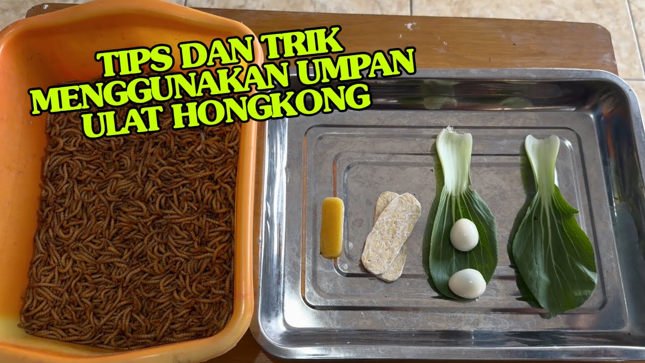 Tips Menyeting Umpan Ulat Hongkong Agar Hasilnya Lebih Maksimal