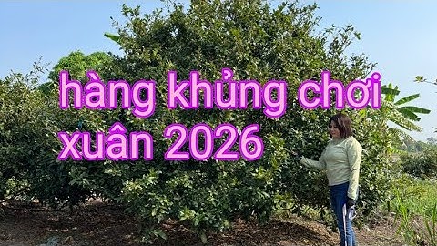 Gốc mai to chơi Xuân 2026 tuyệt vời luôn ☎️Diễm 0835898900(14/12)@.com.vn