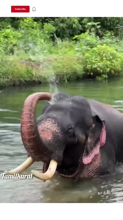 Elephant atrocities 🐘 #yaanai #elephant #shorts #ytshorts