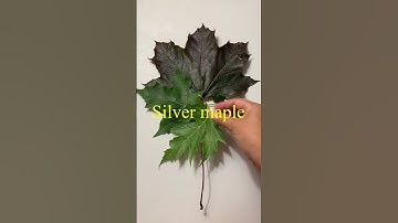 How many maple tree do you know? Identifying maple tree thru their leaves| Maple tree country canada