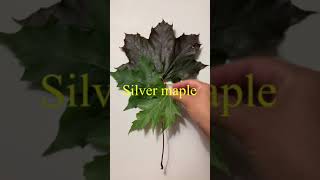 How many maple tree do you know? Identifying maple tree thru their leaves| Maple tree country canada