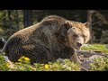 Grizzlybär - Der Spitzenjäger Aus Nordamerika / Dokumentation (Deutsch/HD)