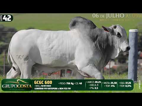 LOTE 42   GCGC 600