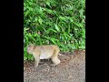 おさる🐒#shorts