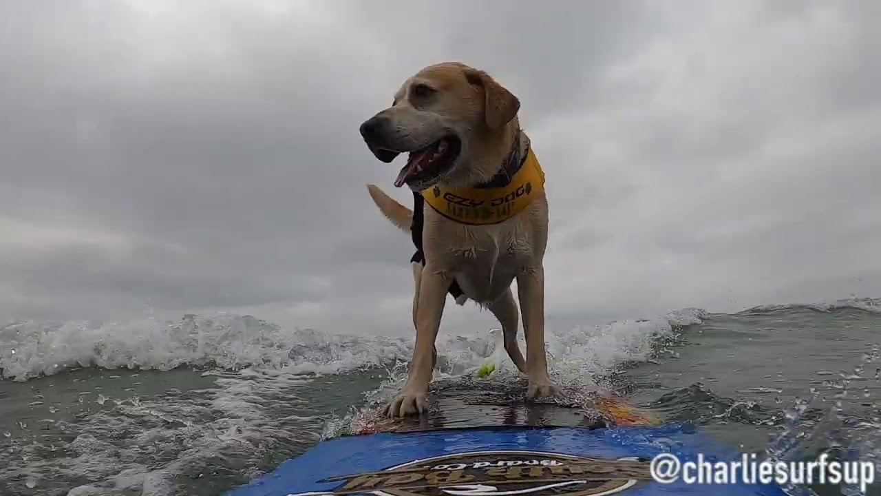 Surf dog catching some waves