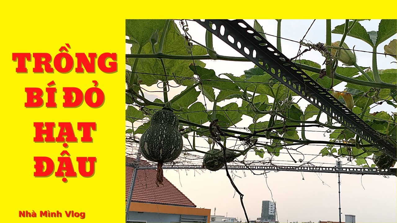 Cách trồng và ngắt đọt BÍ ĐỎ ĐẬU trồng chậu - thùng... - youtube