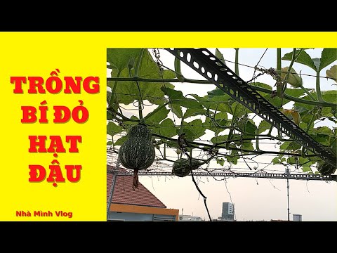 Video Cách trồng và ngắt đọt BÍ ĐỎ ĐẬU trồng chậu - thùng... - youtube