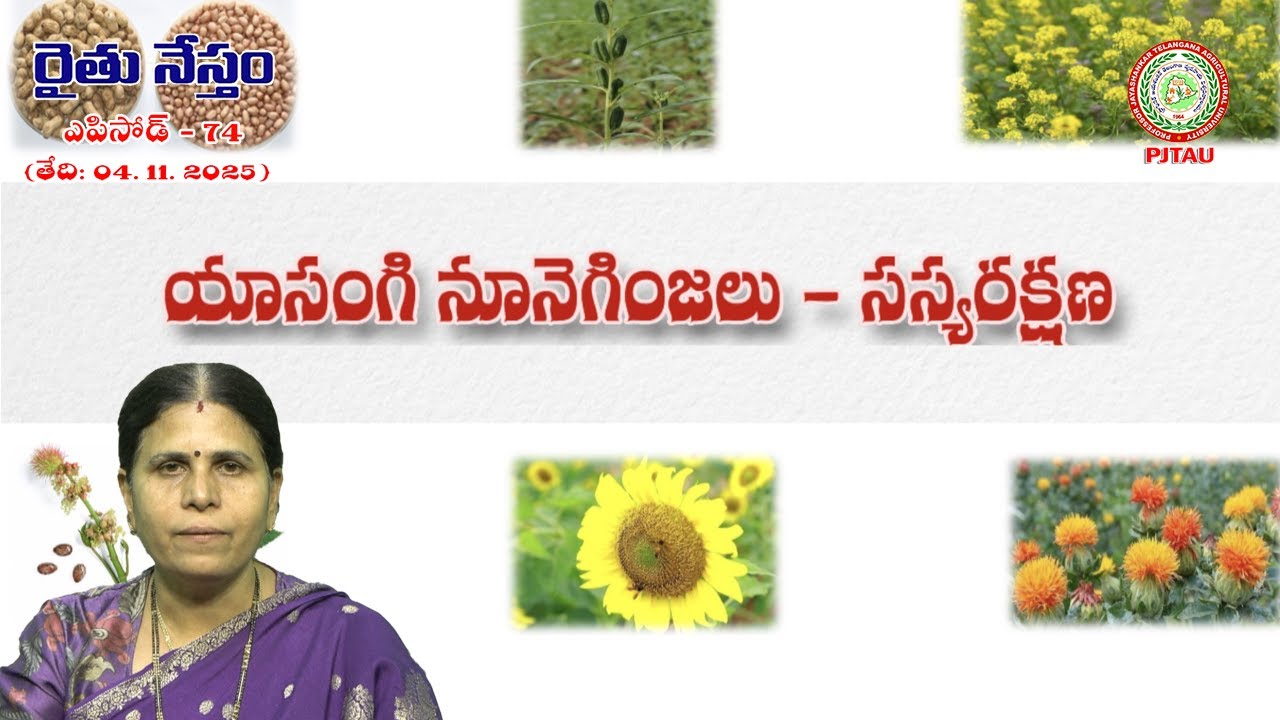 యాసంగి నూనె గింజలు   సస్యరక్షణ || Rabi oilseed crops   Pest Management || PJTAU