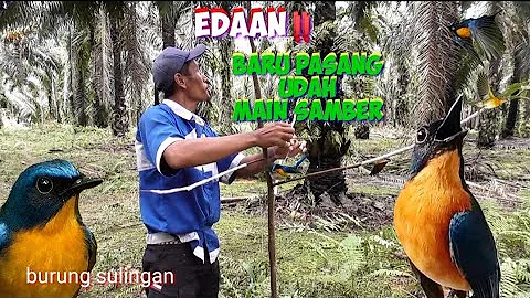 EDAAN..‼️BARU PASANG UDAH MAIN SAMBAR AJA. MIKAT BURUNG TLEDEKAN PALING GOKIL