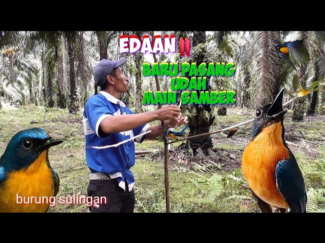 EDAAN..‼️BARU PASANG UDAH MAIN SAMBAR AJA. MIKAT BURUNG TLEDEKAN PALING GOKIL class=