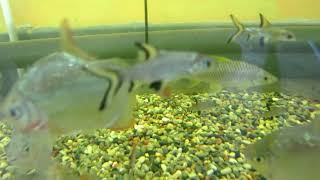 РЫБКИ-ВОДОРОСЛЕЕДЫ. Две самые популярные рыбки, которые съедают лишние водоросли в аквариуме.