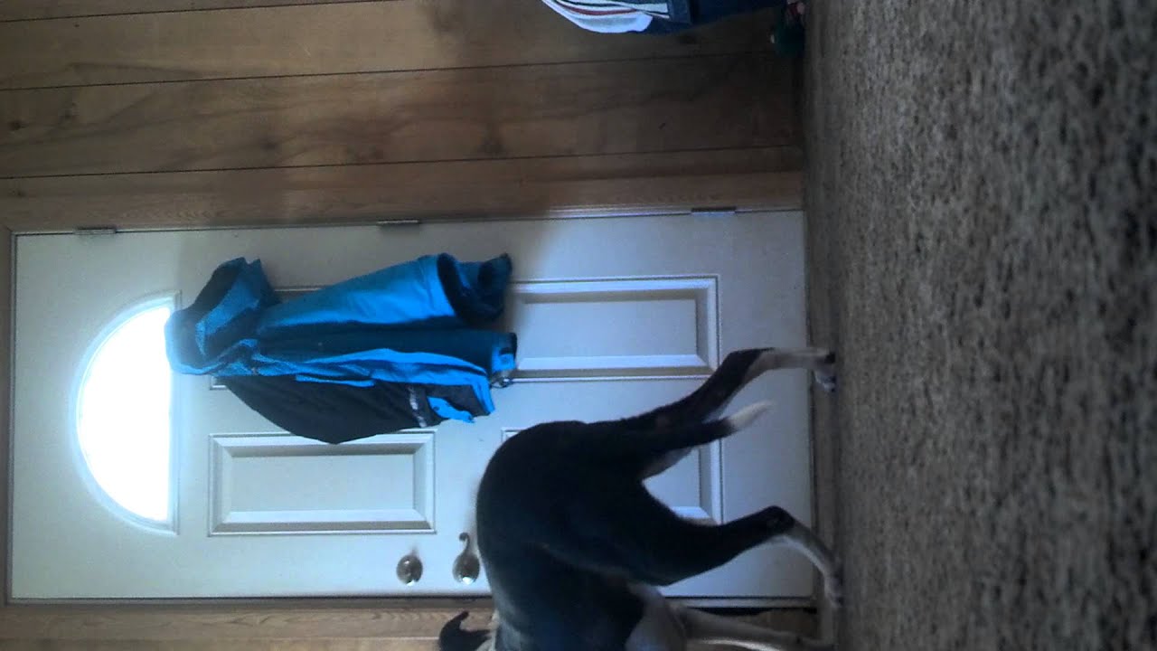 Amazing DOG opens door!!! Share please!! YouTube