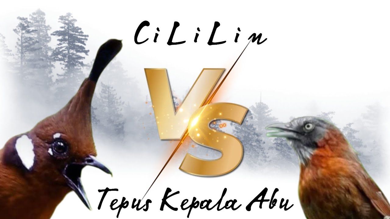 MASTERAN CILILIN VS TEPUS KEPALA ABU PALING JERNIH,MASTERAN MURAI BATU - CILILIN VS TEPUS KEPALA ABU