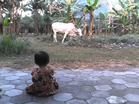 Mudik 2015 - Aira Lihat Sapi - YouTube
