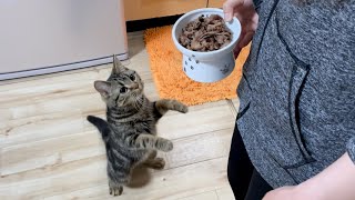 久しぶりの牛肉に感情が抑えきれず爆発してしまった猫w