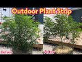 Cannabis pruning and training  lollipopping outdoor grow