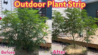 Cannabis pruning and training  lollipopping outdoor grow