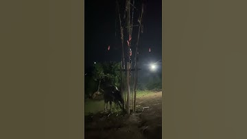 Lễ bỏ mã đâm trâu 2 con của dân tộc chăm hroi tại Đất Bằng, Krông Pa, Gia Lai