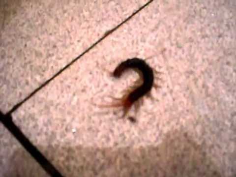 lacraia no banheiro 1 youtube
