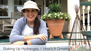 Staking Up Hydrangea 🌿// How's It Growing?