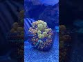 A Luxury Reef Aquarium by Awesome Coral Reef! JKFish